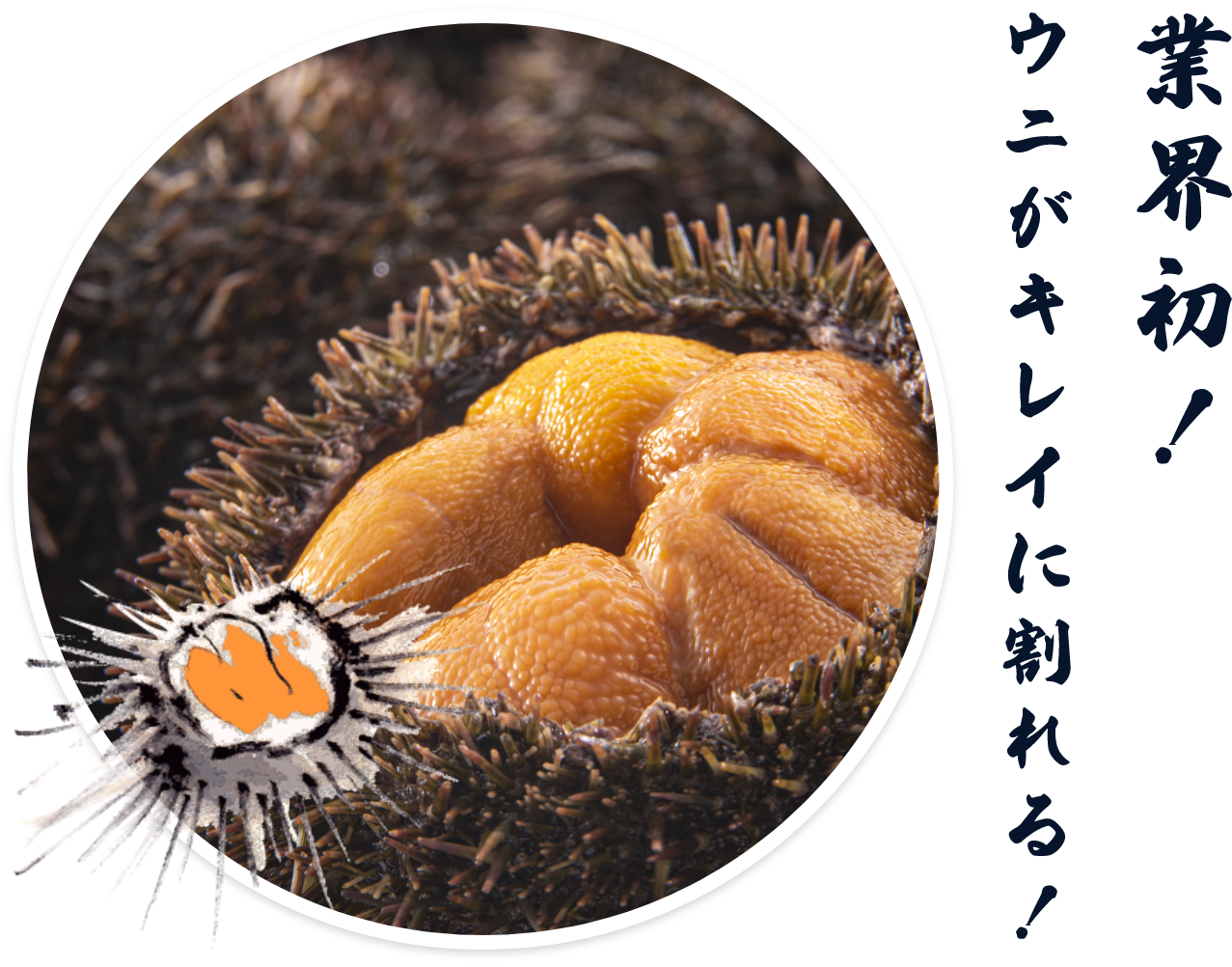 業界初！ウニがキレイに割れる！
